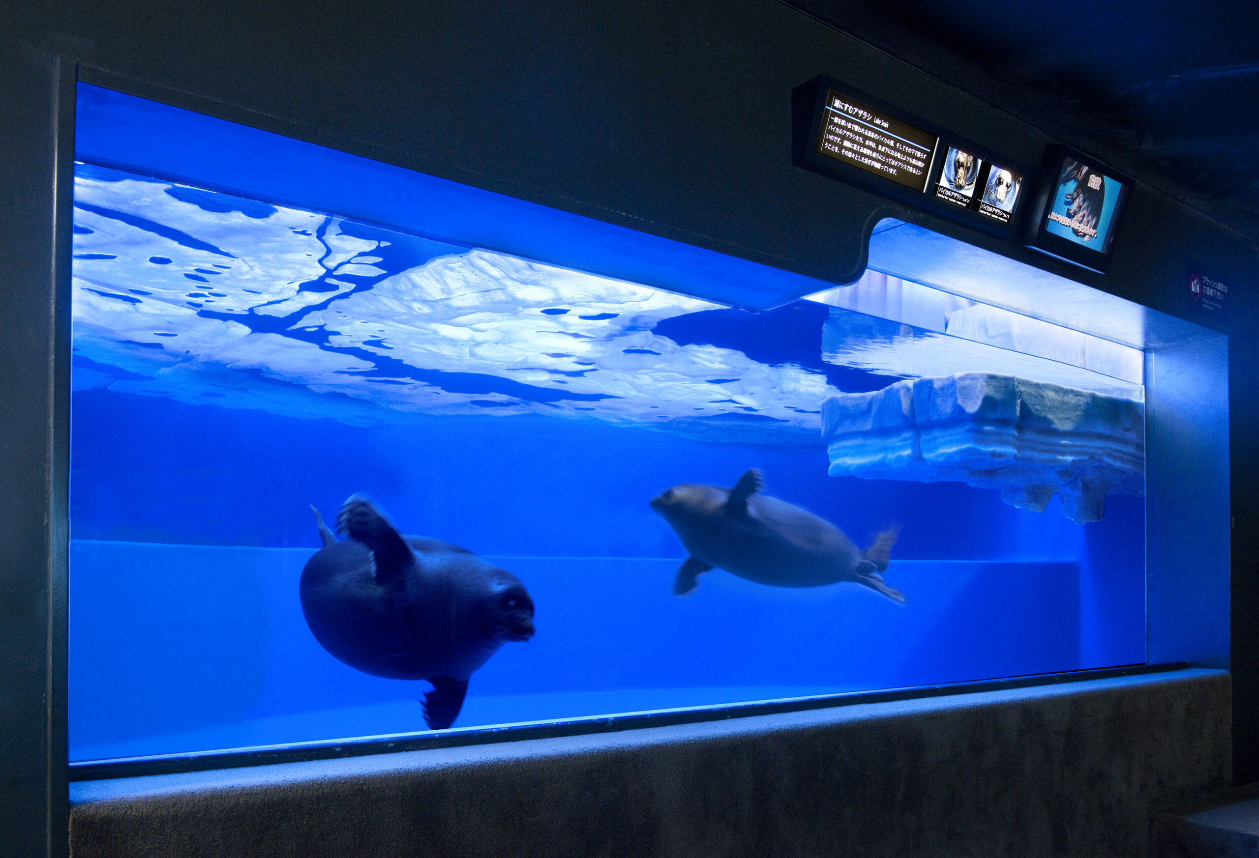 サンシャイン水族館　ガラス水槽